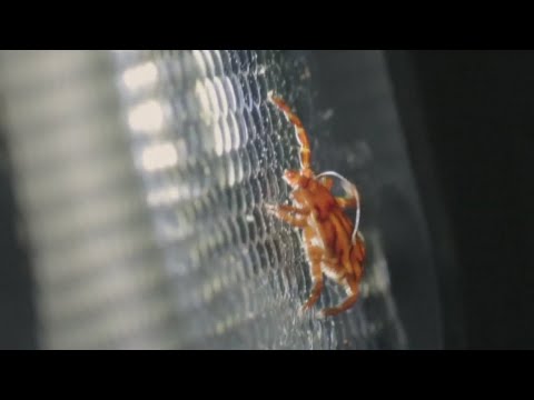 Still frame from &ldquo;How to protect yourself from ticks and mosquitoes as West Nile risk rises in California&rdquo;